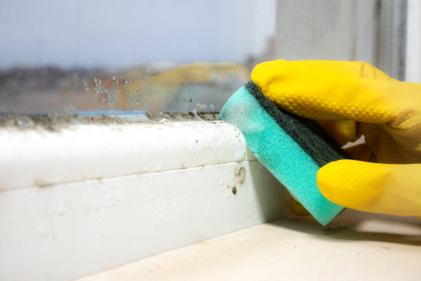 Best Residential Mold Removal  in Centreville, MD