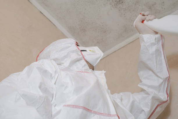 Mold Removal and Inspection in Centreville, MD