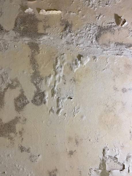 Best Mold Testing  in Centreville, MD