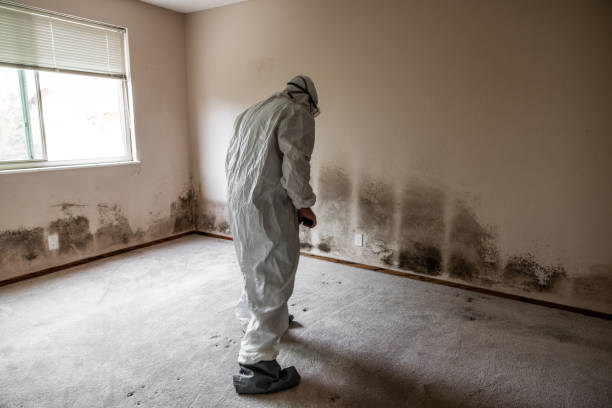 Best Black Mold Removal  in Centreville, MD