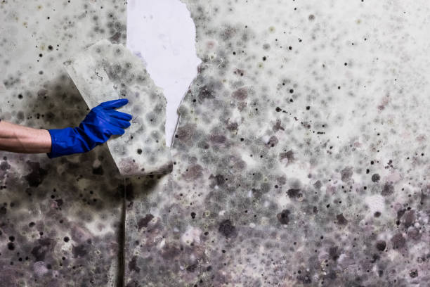 Best Local Mold Removal Service  in Centreville, MD